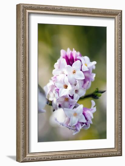 Daphne Bholua 'Jacqueline Postill'-Dr. Keith Wheeler-Framed Photographic Print