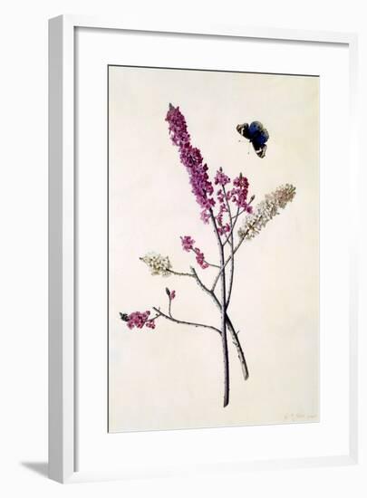 Daphne Mezereum with Butterfly, C.1740-Georg Dionysius Ehret-Framed Giclee Print