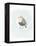 Dapper Bird II-June Vess-Framed Stretched Canvas