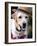 Dapper Dog-Susan Bryant-Framed Art Print