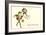 Dapper Frog with Bouquet, Happy Anniversary-null-Framed Art Print