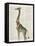 Dapper Giraffe-Christopher James-Framed Stretched Canvas