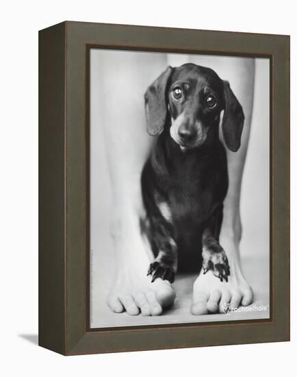 Darcy-Rachael Hale-Framed Stretched Canvas