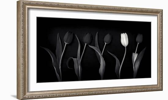 Dare to Be Different-Doug Chinnery-Framed Photographic Print