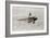 Daredevil Al Wilson Golfing on Biplane-null-Framed Photographic Print