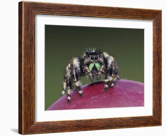 Daring Jumping Spider Adult on Fruit of Texas Prickly Pear Cactus Rio Grande Valley, Texas, USA-Rolf Nussbaumer-Framed Photographic Print