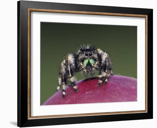 Daring Jumping Spider Adult on Fruit of Texas Prickly Pear Cactus Rio Grande Valley, Texas, USA-Rolf Nussbaumer-Framed Photographic Print