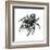 Daring Jumping Spider (Phidippus Audax), Arachnids-Encyclopaedia Britannica-Framed Art Print