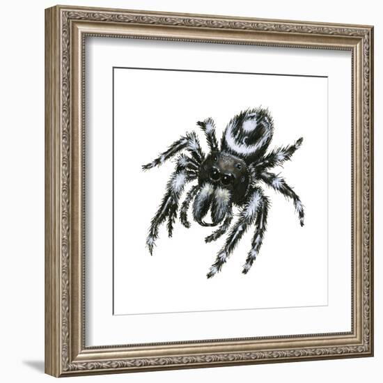 Daring Jumping Spider (Phidippus Audax), Arachnids-Encyclopaedia Britannica-Framed Art Print