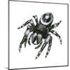 Daring Jumping Spider (Phidippus Audax), Arachnids-Encyclopaedia Britannica-Mounted Art Print