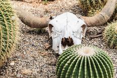 Bleached Skull-Dario Lo Presti-Framed Premier Image Canvas