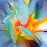 Flower-Dariush M-Photographic Print