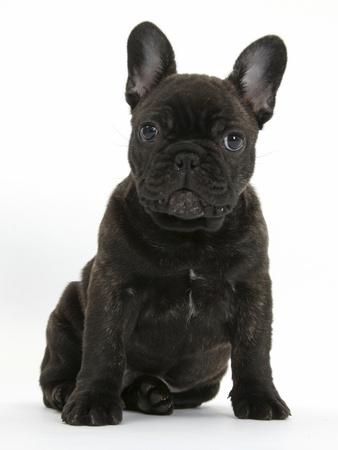 black brindle bulldog