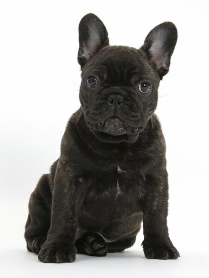 Get Dark Brindle French Bulldog Pup Bacchus 9 Weeks Old Sitting For iPhone Get Wallpaper Dark Brindle French Bulldog Pup Bacchus 9 Weeks Old Sitting For iPhone Free