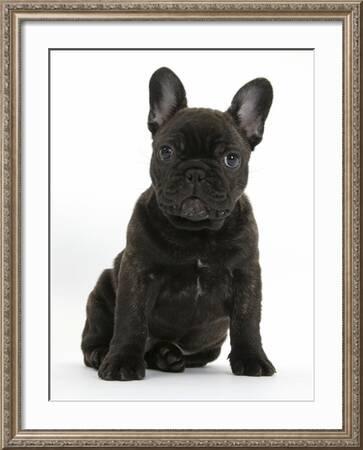 https://imgc.artprintimages.com/img/print/dark-brindle-french-bulldog-pup-bacchus-9-weeks-old-sitting_u-l-q10o4i42ajf96.jpg?artPerspective=n