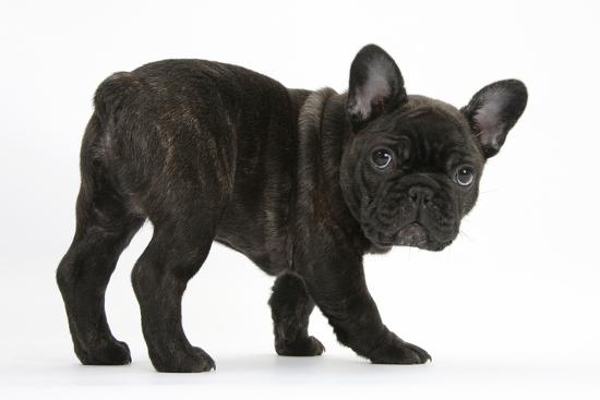 Get Dark Brindle French Bulldog Pup Bacchus 9 Weeks Old Free HD Get Wallpaper Dark Brindle French Bulldog Pup Bacchus 9 Weeks Old Desktop Wallpaper Free