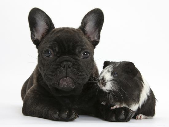Dark Brindle French Bulldog Puppy Bacchus 9 Weeks With Guinea Pig Dark Brindle French Bulldog Puppy Bacchus 9 Weeks With Guinea Pig Mark