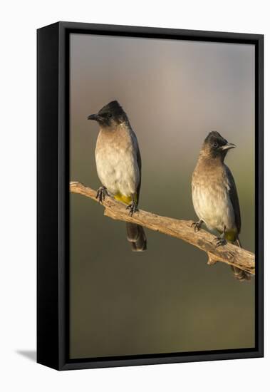 Dark-Capped (Black-Eyed) Bulbuls (Pycnonotus Tricolor), Kwazulu-Natal, Africa-Ann & Steve Toon-Framed Premier Image Canvas