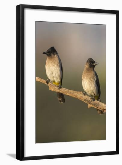 Dark-Capped (Black-Eyed) Bulbuls (Pycnonotus Tricolor), Kwazulu-Natal, Africa-Ann & Steve Toon-Framed Photographic Print