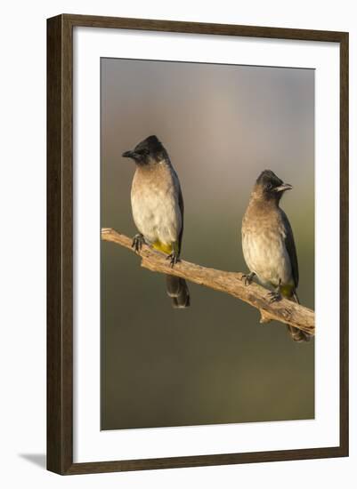 Dark-Capped (Black-Eyed) Bulbuls (Pycnonotus Tricolor), Kwazulu-Natal, Africa-Ann & Steve Toon-Framed Photographic Print