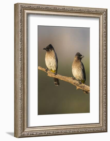 Dark-Capped (Black-Eyed) Bulbuls (Pycnonotus Tricolor), Kwazulu-Natal, Africa-Ann & Steve Toon-Framed Photographic Print