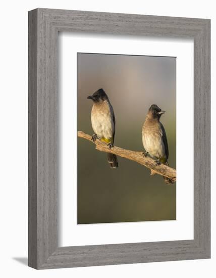 Dark-Capped (Black-Eyed) Bulbuls (Pycnonotus Tricolor), Kwazulu-Natal, Africa-Ann & Steve Toon-Framed Photographic Print