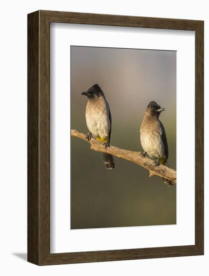 Dark-Capped (Black-Eyed) Bulbuls (Pycnonotus Tricolor), Kwazulu-Natal, Africa-Ann & Steve Toon-Framed Photographic Print