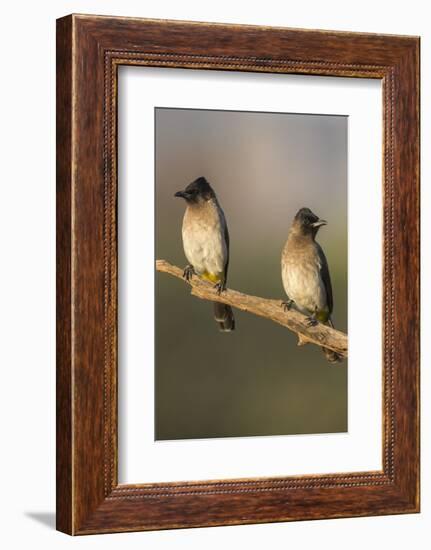 Dark-Capped (Black-Eyed) Bulbuls (Pycnonotus Tricolor), Kwazulu-Natal, Africa-Ann & Steve Toon-Framed Photographic Print