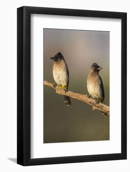 Dark-Capped (Black-Eyed) Bulbuls (Pycnonotus Tricolor), Kwazulu-Natal, Africa-Ann & Steve Toon-Framed Photographic Print