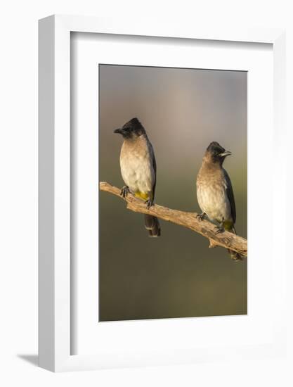 Dark-Capped (Black-Eyed) Bulbuls (Pycnonotus Tricolor), Kwazulu-Natal, Africa-Ann & Steve Toon-Framed Photographic Print