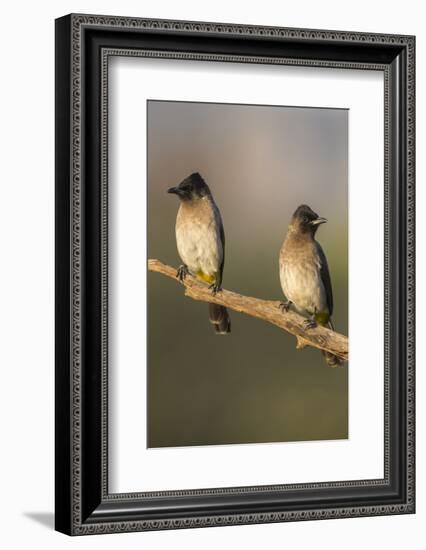 Dark-Capped (Black-Eyed) Bulbuls (Pycnonotus Tricolor), Kwazulu-Natal, Africa-Ann & Steve Toon-Framed Photographic Print