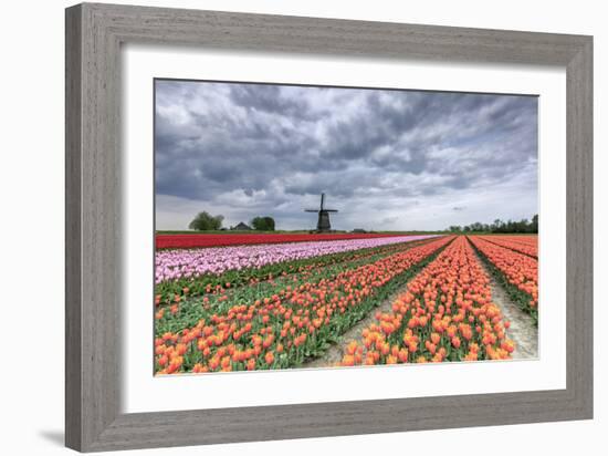 Dark Clouds over Fields of Multicolored Tulips and Windmill, Netherlands-Roberto Moiola-Framed Photographic Print