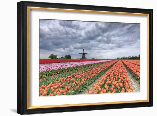 Dark Clouds over Fields of Multicolored Tulips and Windmill, Netherlands-Roberto Moiola-Framed Photographic Print