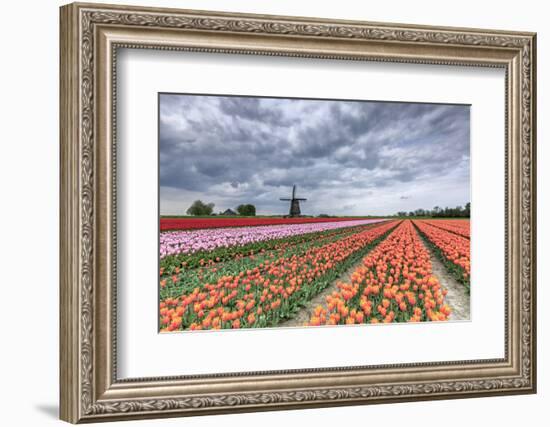 Dark Clouds over Fields of Multicolored Tulips and Windmill, Netherlands-Roberto Moiola-Framed Photographic Print