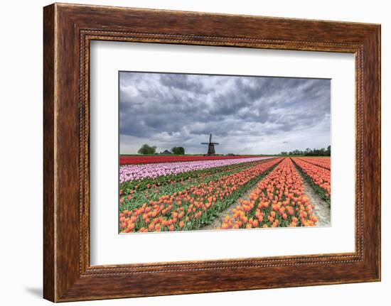 Dark Clouds over Fields of Multicolored Tulips and Windmill, Netherlands-Roberto Moiola-Framed Photographic Print