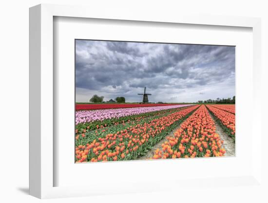 Dark Clouds over Fields of Multicolored Tulips and Windmill, Netherlands-Roberto Moiola-Framed Photographic Print