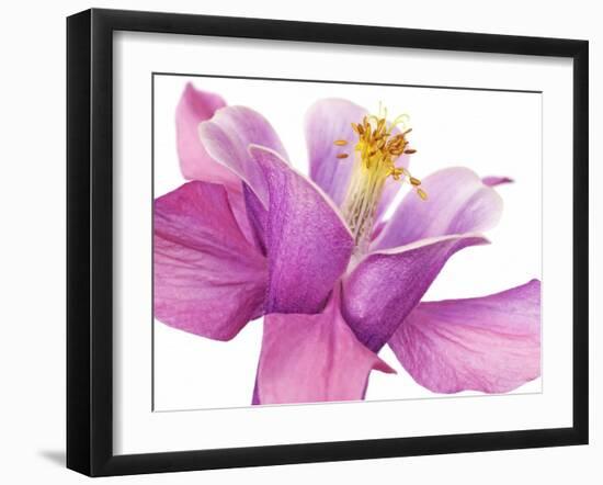 Dark columbine close-up-Frank Krahmer-Framed Art Print