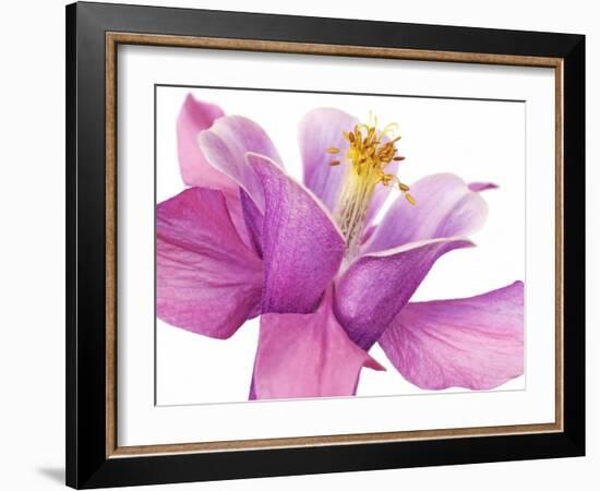 Dark columbine close-up-Frank Krahmer-Framed Art Print