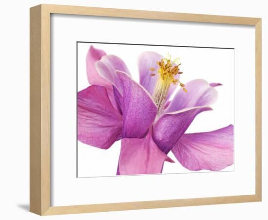 Dark columbine close-up-Frank Krahmer-Framed Art Print