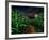 Dark Corn Field-null-Framed Photographic Print