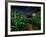 Dark Corn Field-null-Framed Photographic Print