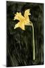 Dark Daffodils I-Emma Caroline-Mounted Art Print