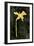 Dark Daffodils II-Emma Caroline-Framed Art Print