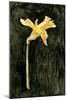 Dark Daffodils II-Emma Caroline-Mounted Art Print