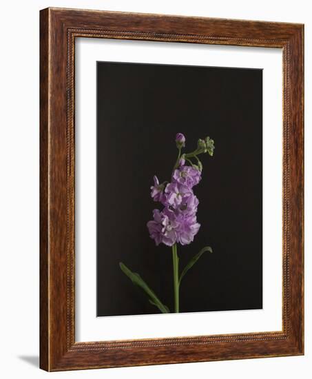 Dark & Dreamy I-Renée Stramel-Framed Photographic Print