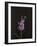 Dark & Dreamy I-Renée Stramel-Framed Photographic Print