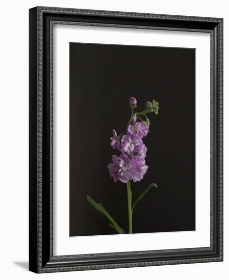 Dark & Dreamy I-Renée Stramel-Framed Photographic Print