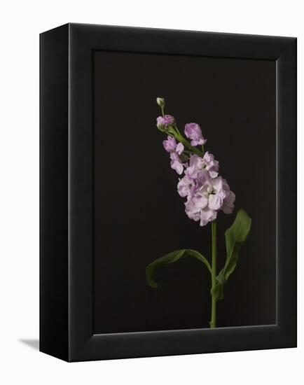 Dark & Dreamy II-Renée Stramel-Framed Premier Image Canvas