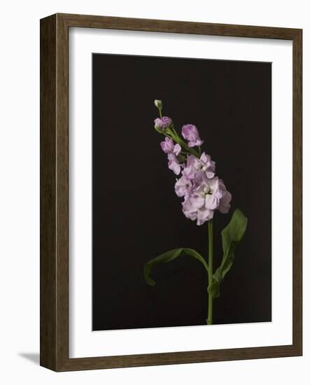 Dark & Dreamy II-Renée Stramel-Framed Photographic Print