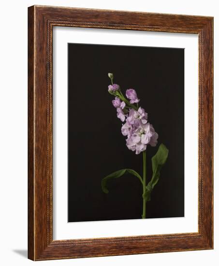 Dark & Dreamy II-Renée Stramel-Framed Photographic Print